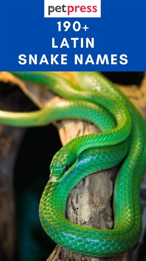 what is snake in latin|latin name for snake.